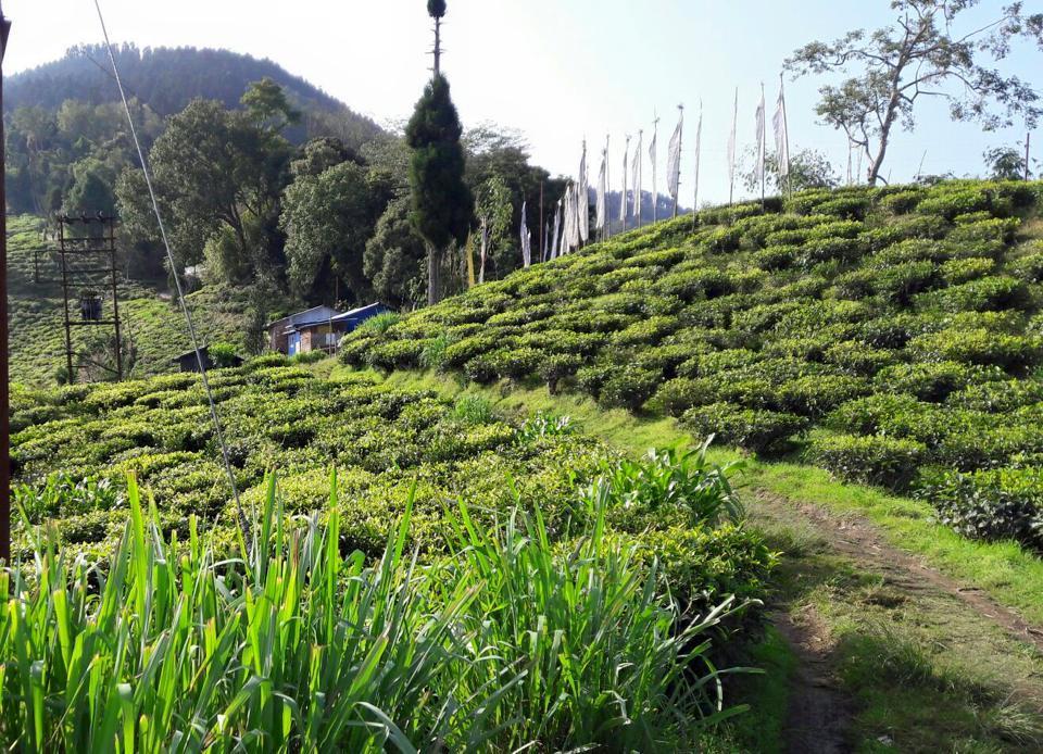 Pine Haven Resorts Takdah Ngoại thất bức ảnh